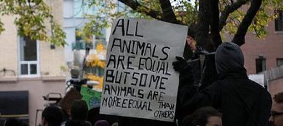 Some more Occupy Toronto photos